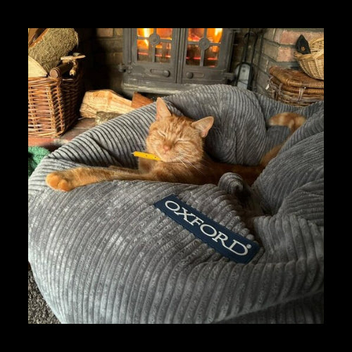 PEBL beanbag with sleeping cat